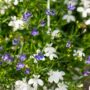 Lobelia – Techno Mix – 10″ Hanging Basket